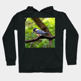 Belted Kingfisher Perched In A Tree Hoodie